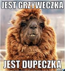 Obrazek