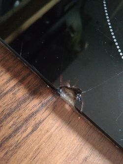 Miele KM 5985 Induction Hob Glass Repair: Seeking Affordable Options in Warsaw Region