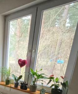 Okno balkonowe z białymi ramami, rośliny doniczkowe na parapecie