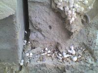 Ants Damaging Polystyrene Insulation in Garage Annex: How to Prevent? Ants Damaging Polystyrene Insulation in Garage Annex: How to Prevent?