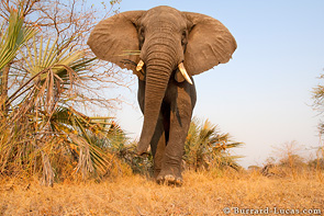 'BeetleCam' - mobilna platforma fotograficzna