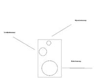 Kolumny na tonsilach - dobór głośników.