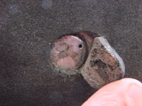 Szlifierka oscylacyjna metabo sr 3320 luźna dolna płyta