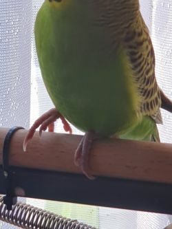 Obrazek