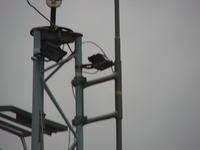 Antena do CB samoróbka proszę o pdpowiedź czy dobra.