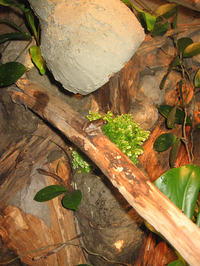 Zautomatyzowana komora dla roślin