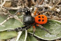 Spider - what model is it?