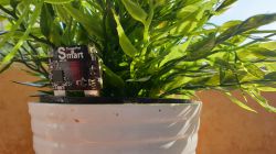 Smart Flower Pot - beacon Bluetooth LE mierzący parametry doniczki Smart Flower Pot - beacon Bluetooth LE mierzący parametry doniczki