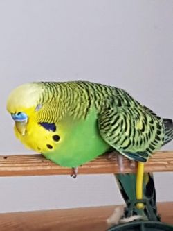 Obrazek