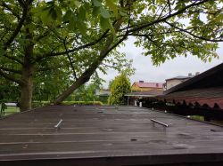 View of a wooden surface under a tree with dense foliage.