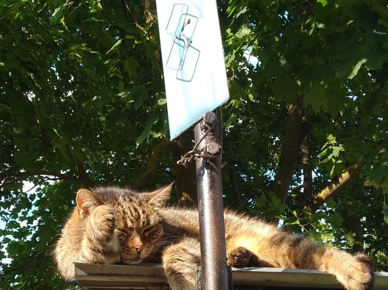 Cat lying on workshop roof with antenna in the background.