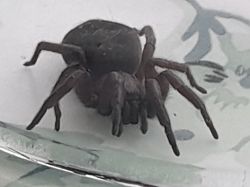 Spider - what model is it?