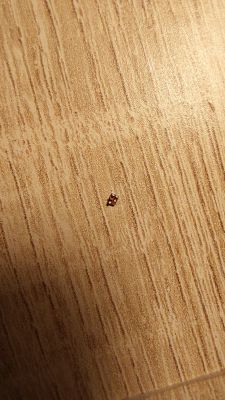 Mechaniczne uszkodzenie Raspberry Pi 4B - odczepiony element podczas zdejmowania radiatora