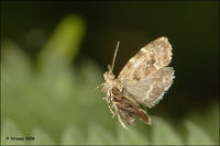 Zestaw do robienia zdjęć owadom w locie