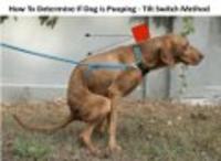 System nadzorowania domu, który wykryje wszystko, nawet gdy pies robi na trawnik