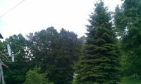 Antena satelitarna i drzewo Antena satelitarna i drzewo
