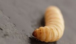 Worms in kitchen cabinets, food ...