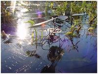 Poszukuję analogowego odbiornika i nadajnika IR do modeli