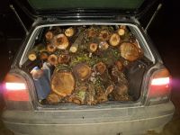 Volkswagen Golf - Czy można przewozić drewno opałowe w środku auta?