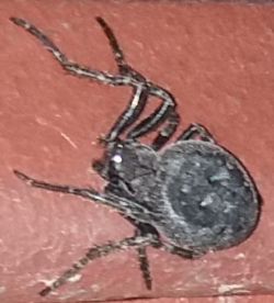 Spider - what model is it?