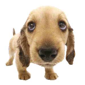2787123000_1377921069.gif