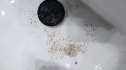 Brudne ziarna i czarny korek w zlewie