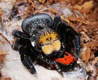Spider - what model is it?