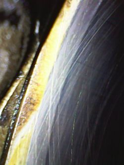 Endoskopowy obraz cylindra z rysami po honownicy