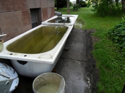 Rainwater Tanks: Preventing Algae Formation in Mauser 1000L Tanks with Proven Preparations