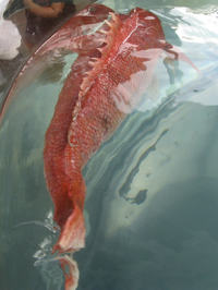 Bardzo realistyczny podwodny robot