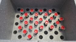 [Sprzedam] Oryginalny Flux Amtech NC-559-V3 BGA, 20 sztuk, 99zł/sztuka