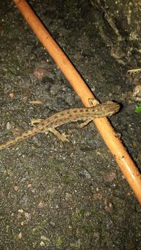 Telefon za ok. 1000 zł z dobrym aparatem