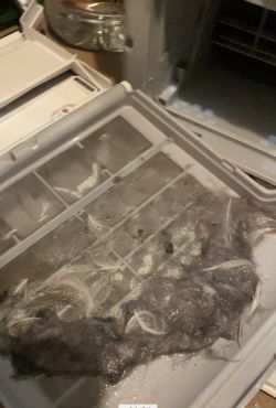 Bosch WTX87K40PL dryer - Wet lint and water accumulation at the bottom of the device