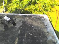 Ants Damaging Polystyrene Insulation in Garage Annex: How to Prevent? Ants Damaging Polystyrene Insulation in Garage Annex: How to Prevent?