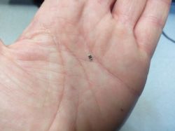 (Solved) INNO HIT IH26855T No Video Issue: Replace C51 Capacitor on T-Con & F1 Fuse 1.5A