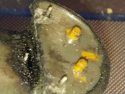 Nissan x trail 2.2 dci - Uszkodzone wtyczki wtrysków