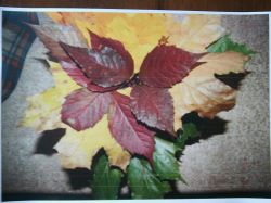 HP Laserjet CP1025 color - Drukarka robi smugi wzdłuż kartki papieru HP Laserjet CP1025 color - Drukarka robi smugi wzdłuż kartki papieru