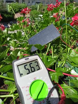 Multimetr mierzący napięcie panelu solarnego wśród roślin.