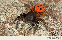 Spider - what model is it?