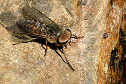 Do the bitterns (insects) bite ??