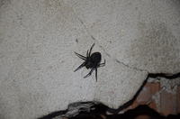 Spider - what model is it?