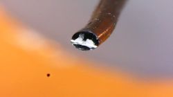 Cyna cynie nierówna czyli porównanie na szybko najpopularniejszych stopów lutowniczych.