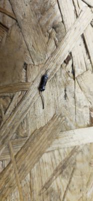 Szukam schematu listwy zasilającej na wifi HAMA - spalone komponenty