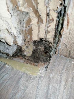 Moisture Issue under Floor & Socket Smell - Help with Door Frame, Skirting Boards & Damp Walls Moisture Issue under Floor & Socket Smell - Help with Door Frame, Skirting Boards & Damp Walls