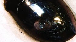 Cyna cynie nierówna czyli porównanie na szybko najpopularniejszych stopów lutowniczych.