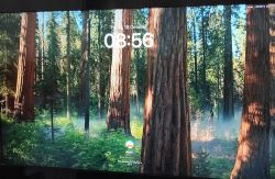 macOS Login Screen with Forest View macOS login screen with a forest wallpaper featuring large trees.