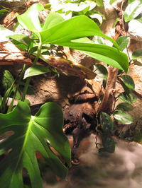 Zautomatyzowana komora dla roślin