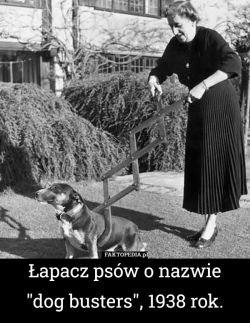 Kobieta trzymająca metalowe urządzenie chwytające psa, zdjęcie z 1938 roku