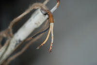 wentylator podłączenie - kondensator