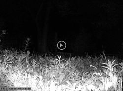 Denver WCM-8010 Camera Trap: Troubleshooting MMS & Email Issues, Activation Codes & Setup